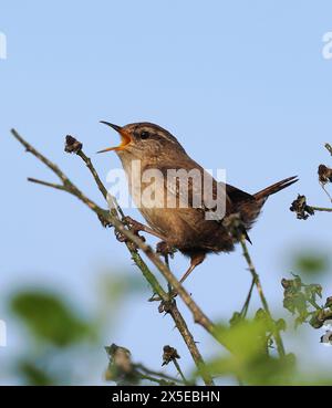 Wren erklärt sein Brutgebiet durch Singen. Stockfoto