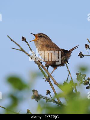 Wren erklärt sein Brutgebiet durch Singen. Stockfoto