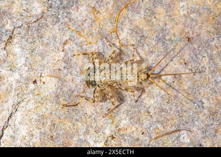 Flache Mayfly-Spezies auf einem Felsen Stockfoto