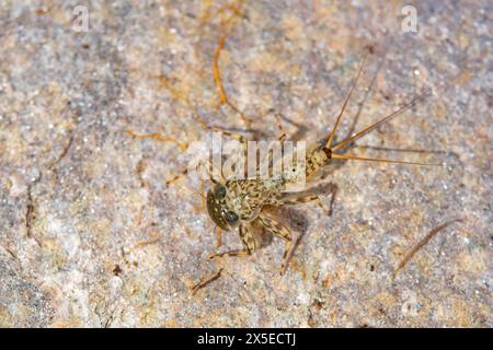 Flache Mayfly-Spezies auf einem Felsen Stockfoto