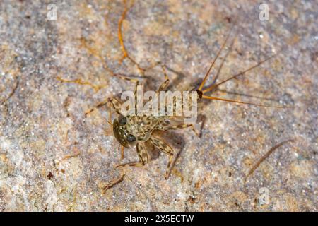 Flache Mayfly-Spezies auf einem Felsen Stockfoto