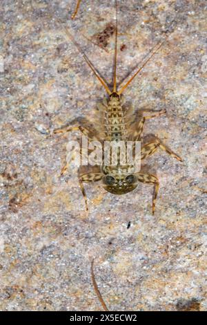 Flache Mayfly-Spezies auf einem Felsen Stockfoto