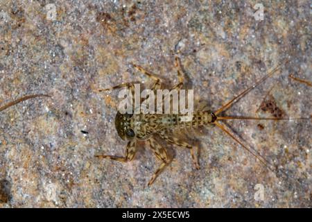 Flache Mayfly-Spezies auf einem Felsen Stockfoto