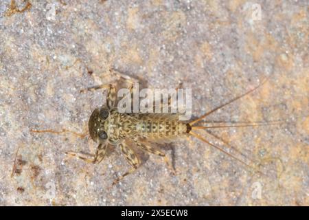 Flache Mayfly-Spezies auf einem Felsen Stockfoto