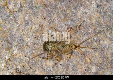 Flache Mayfly-Spezies auf einem Felsen Stockfoto