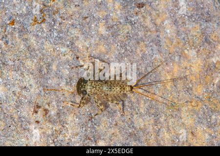 Flache Mayfly-Spezies auf einem Felsen Stockfoto