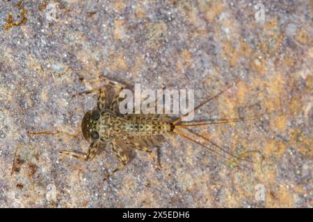 Flache Mayfly-Spezies auf einem Felsen Stockfoto