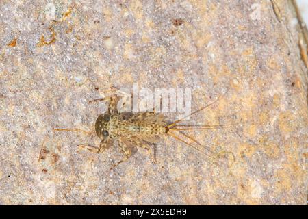 Flache Mayfly-Spezies auf einem Felsen Stockfoto