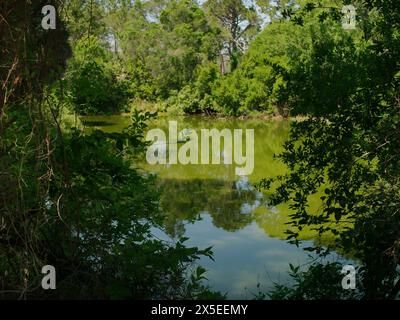 Gerahmter Blick zwischen Bäumen auf einen kleinen grünen Teich mit Reflexen der Bäume und blauem Himmel. Im Boyd Hill Nature Preserve In Der Nähe Des Lago Maggiore. Stockfoto