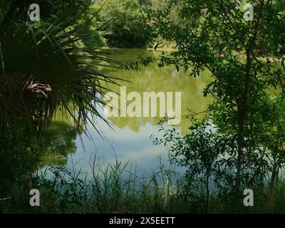 Gerahmter Blick zwischen Bäumen auf einen kleinen grünen Teich mit Reflexen der Bäume und blauem Himmel. Im Boyd Hill Nature Preserve In Der Nähe Des Lago Maggiore. Stockfoto