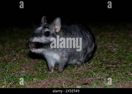 Vizcacha, Lagostomus maximus, Nationalpark El Palmar, Provinz Entre Rios, Argentinien Stockfoto