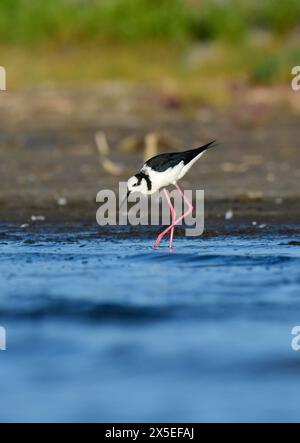 Südlicher Stelzen, Himantopus melanurus im Flug, Provinz La Pampa, Patagonien, Argentinien Stockfoto