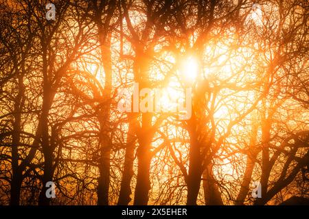 Die Sonnenstrahlen durchdringen die dichten Baumkronen und erzeugen einen natürlichen Spotlight-Effekt auf dem Waldboden. Das Sonnenlicht beleuchtet den Urlaub Stockfoto