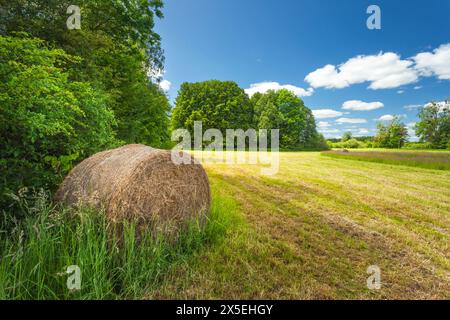 Ein einziger Heuballen liegt im Schatten der Bäume neben einer gemähten Wiese, Sommerblick in Nowiny, Ostpolen Stockfoto