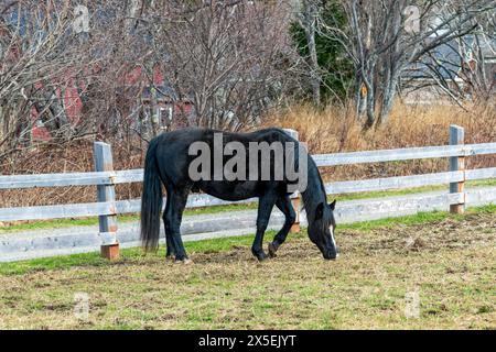 Dark Horse weidet in Alma, New Brunswick Stockfoto