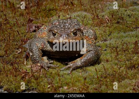 Gemeinsamen Kröte Stockfoto