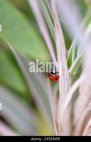 Ein Porträt eines kleinen roten und schwarzen Marienkäfers mit schwarzen Flecken oder Kokinelliden, die auf einem braunen Grasblatt sitzen. Das kleine Insekt läuft um einen herum Stockfoto