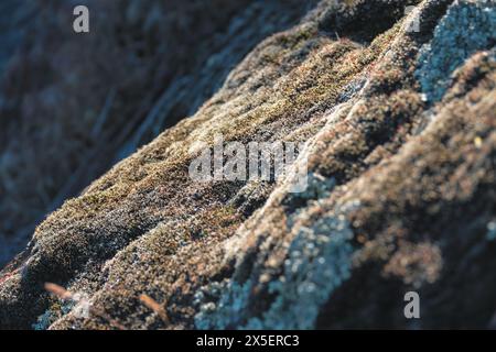 Nahaufnahme eines von grünem Moos bedeckten, von Sonnenlicht beleuchteten Steins. Leuchtend grüne Moostöne, die einen strukturierten Felsen bedecken, schaffen eine ruhige, natürliche Szene Stockfoto