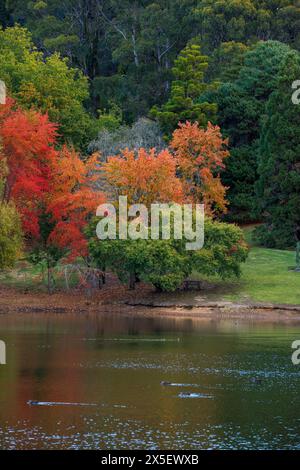 Enten auf dem See im Herbstwald im Herbst Stockfoto