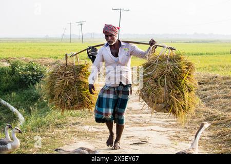 21. April 2024-Farmer geht nach Hause, nachdem er reifes Reisfeld aus dem Land in Bangladesch geschnitten hat. Stockfoto