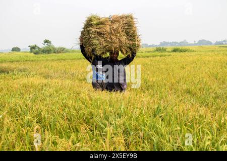 21. April 2024-Farmer geht nach Hause, nachdem er reifes Reisfeld aus dem Land in Bangladesch geschnitten hat. Stockfoto