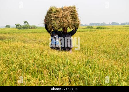 21. April 2024-Farmer geht nach Hause, nachdem er reifes Reisfeld aus dem Land in Bangladesch geschnitten hat. Stockfoto