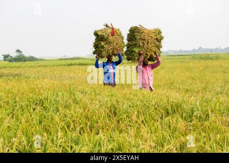 21. April 2024-Farmer geht nach Hause, nachdem er reifes Reisfeld aus dem Land in Bangladesch geschnitten hat. Stockfoto