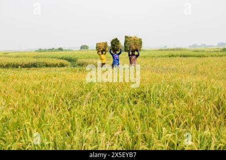 21. April 2024-Farmer geht nach Hause, nachdem er reifes Reisfeld aus dem Land in Bangladesch geschnitten hat. Stockfoto