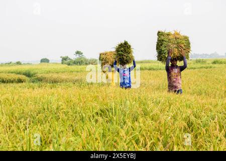 21. April 2024-Farmer geht nach Hause, nachdem er reifes Reisfeld aus dem Land in Bangladesch geschnitten hat. Stockfoto