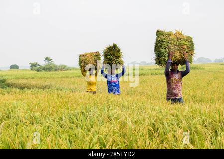 21. April 2024-Farmer geht nach Hause, nachdem er reifes Reisfeld aus dem Land in Bangladesch geschnitten hat. Stockfoto