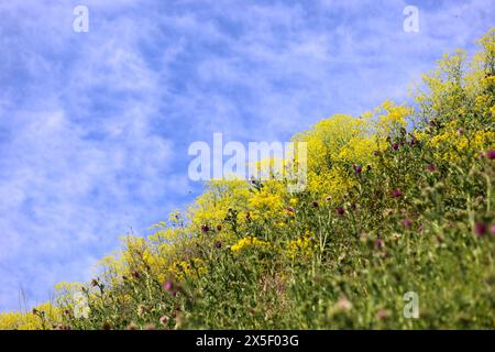 Die artenreiche Flora am Kaiserstuhl in Deutschland Stockfoto