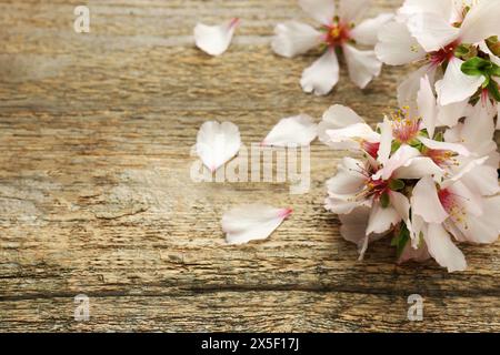 Schöne Frühlingsbaumblüten und Blütenblätter auf Holztisch. Leerzeichen für Text Stockfoto