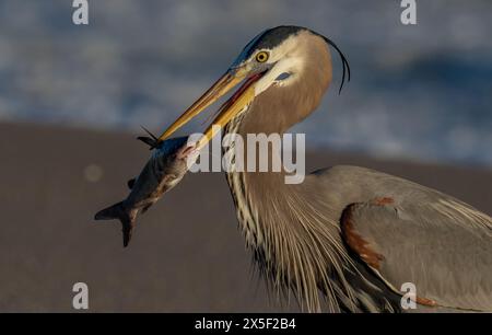 Toller Blaureiher auf der Jagd nach Schlangen und Fischen in Florida Stockfoto