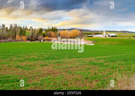 Ein kleiner Bauernhof mit Haus, Scheune, Silos und Teich, umgeben von Wiesen und bunten Bäumen in den ländlichen Hügeln von Spokane, Washington. Stockfoto