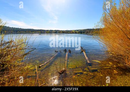 Am Liberty Lake, einem mittelgroßen See im Liberty Lake, Washington, einem Vorort von Spokane Washington, können Sie Luxushäuser am Wasser sehen. Stockfoto