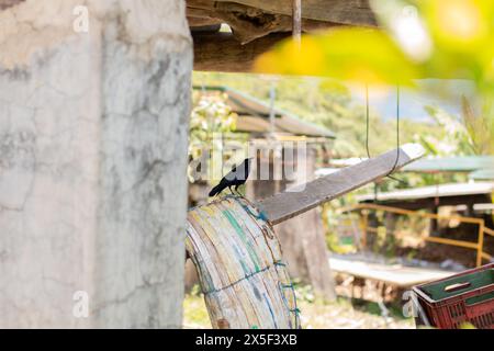 Quiscalus lugubris ist ein schwarz gefiederter Vogel, der auf einem Holzbrett steht Stockfoto