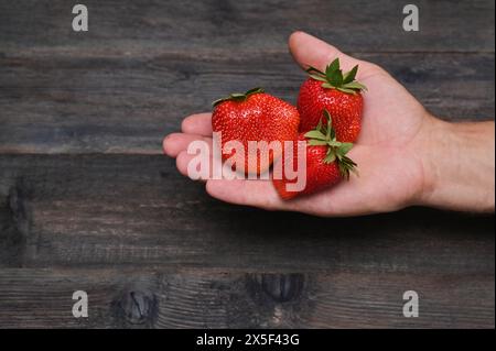 Drei frische Erdbeeren in der Hand Stockfoto