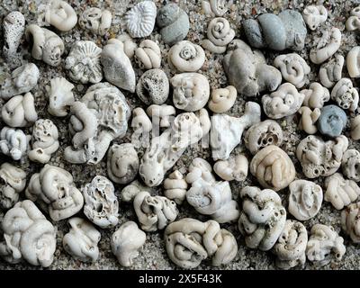 Empfindliche Kalkröhren von Polychaetenwürmern, kleine Fossilien aus der Ostsee. Ideal für Sammler und faszinierende Hintergründe. Stockfoto