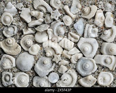 Die Welt der kleinen Fossilien aus der Ostsee: Eine Textur in der Meeresgeschichte und wissenschaftlichen Schätzen. Perfekt für Sammler und dekorative Wandbilder Stockfoto
