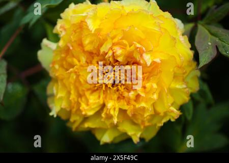 Gelbe Pfingstrose in einem botanischen Garten Stockfoto