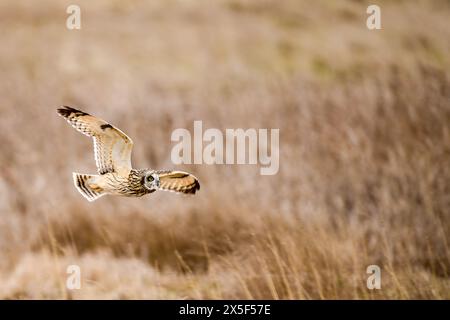 Kurzohr-Eulen auf der Jagd nach der nächsten Mahlzeit im Pazifischen Nordwesten Stockfoto