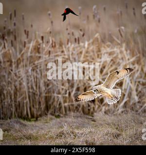 Kurzohr-Eulen auf der Jagd nach der nächsten Mahlzeit im Pazifischen Nordwesten Stockfoto