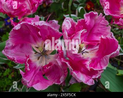 Blick von oben auf die lockigen und gerafften Blätter von zwei hellrosa und weißen Papageientulpen (Tulipa gesneriana) Stockfoto