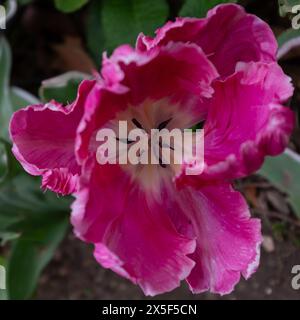 Blick von oben auf die lockigen und gerafften Blüten einer hellrosa und weißen Papageientulpe (Tulipa gesneriana) (quadratisches Format) Stockfoto