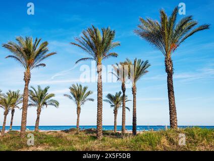 Playa del Pinar (Strand von Pinar), Castellon, Valencianische Gemeinschaft, Spanien Stockfoto