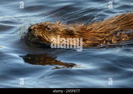 Ein Muskrat (Ondatra zibethicus) schwimmt auf der Wasseroberfläche in Michigan, USA. Stockfoto