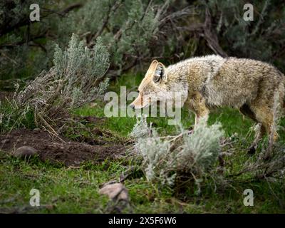 Ein junger Kojote auf der Jagd im Yellowstone-Nationalpark Stockfoto