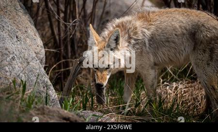 Ein junger Kojote auf der Jagd im Yellowstone-Nationalpark Stockfoto