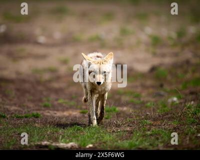 Ein junger Kojote auf der Jagd im Yellowstone-Nationalpark Stockfoto