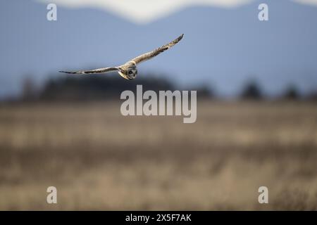 Kurzohr-Eule auf der Jagd nach einer Mahlzeit mitten im Winter Stockfoto